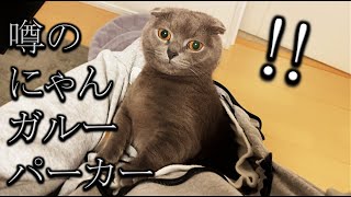 アラサー独身男が【噂のパーカー】で【むちむち猫】と合体してみた