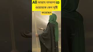 আল্লাহ তায়ালা শুয়োরকে কেন সৃষ্টি করেছেন