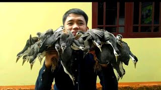 Pangunguha Ng Tikling L Easy Way Paano Manguha Nang Tikling
