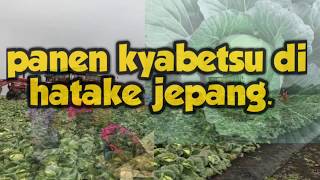 panen kyabetsu di jepang - panen kobis - panen kol #kerja di jepang #susah senang kerja di jepang