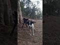 boys is Junglee dod face Tu face short video 🌳🙏👍 #shorts #jungleedog