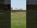 #tendencias #horse #caballos #equestrian #ecuestre
