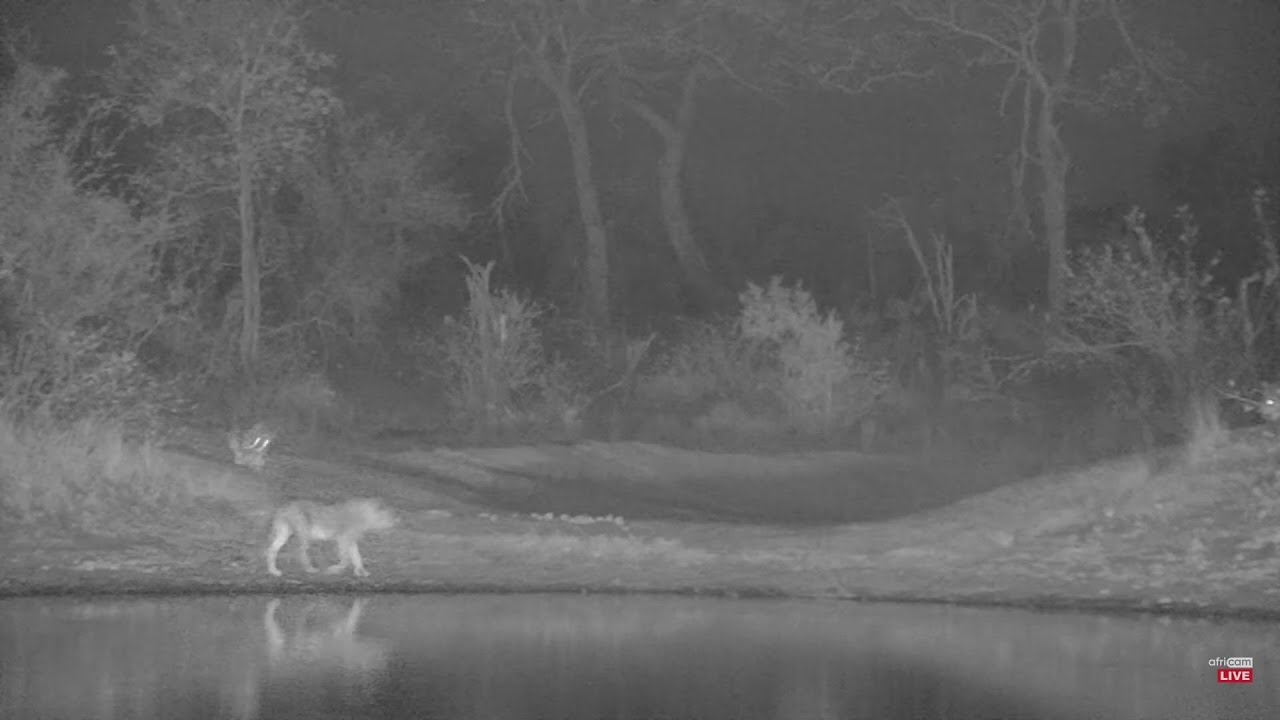 Lions 10 Females River Pride And 3 Vuyela Males Simbavati Sep 2 2023 lions-10-females-river-pride-and-3-vuyela-males-simbavati-sep-2-2023