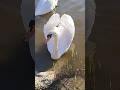 #nature #swanlife #swan #animals #health #food #forest #woman #sea #heaven  #gossipgirl #lasvegas
