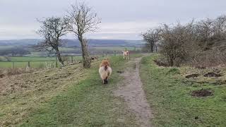 PENSHAW MONUMENT WITH A LEONBERGER & A LABRADOR by THE GENTLE GIANT 164 views 1 month ago 4 minutes, 42 seconds