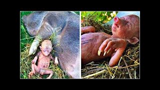 Farmer's Pig Gives Birth To Human Baby, He Takes A Closer Look And Starts Crying😱😱