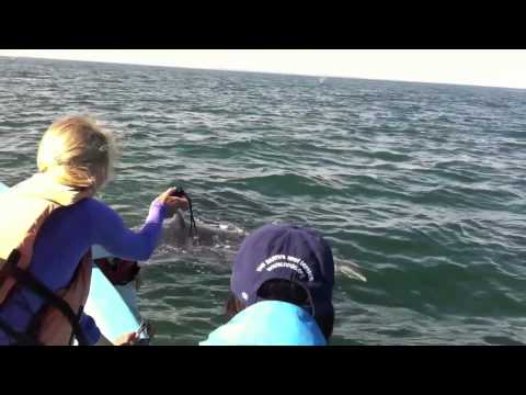 Gray Whales in Baja