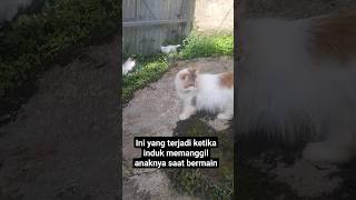 Download Lagu induk kucing lucu manggil anaknya #catlovers #kucinglucu #kucingimut #kitten #funnycat #funnymoment MP3 Download Lagu induk kucing lucu manggil anaknya #catlovers #kucinglucu #kucingimut #kitten #funnycat #funnymoment MP3