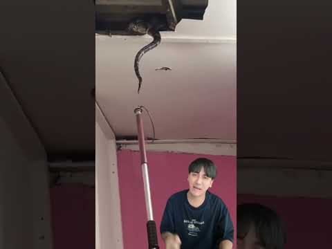 วีดีโอ: งูอาศัยอยู่ในป่าเขตอบอุ่นหรือไม่?