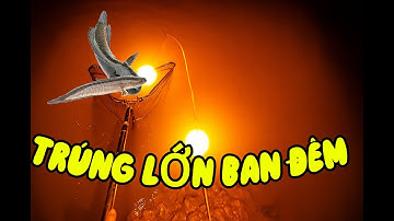 Cắm Câu Cá Lóc Trên Ruộng – Chiến Thuật Bắt Cá Hiệu Quả Mùa Nước Nổi