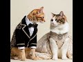 Cat Kiss 2025 Ai Klingai Funny Pet Cat Kiss 2025 Ai Klingai Funny Pet