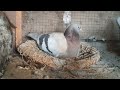 البدوة السريعة والحمام الحمر والحرگ