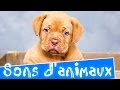 Sons d'animaux pour les enfants. Apprendre les animaux et leurs cris en français.