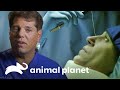 Médico consegue remover um parasita do olho da paciente | Parasitas Assassinos | Animal Planet