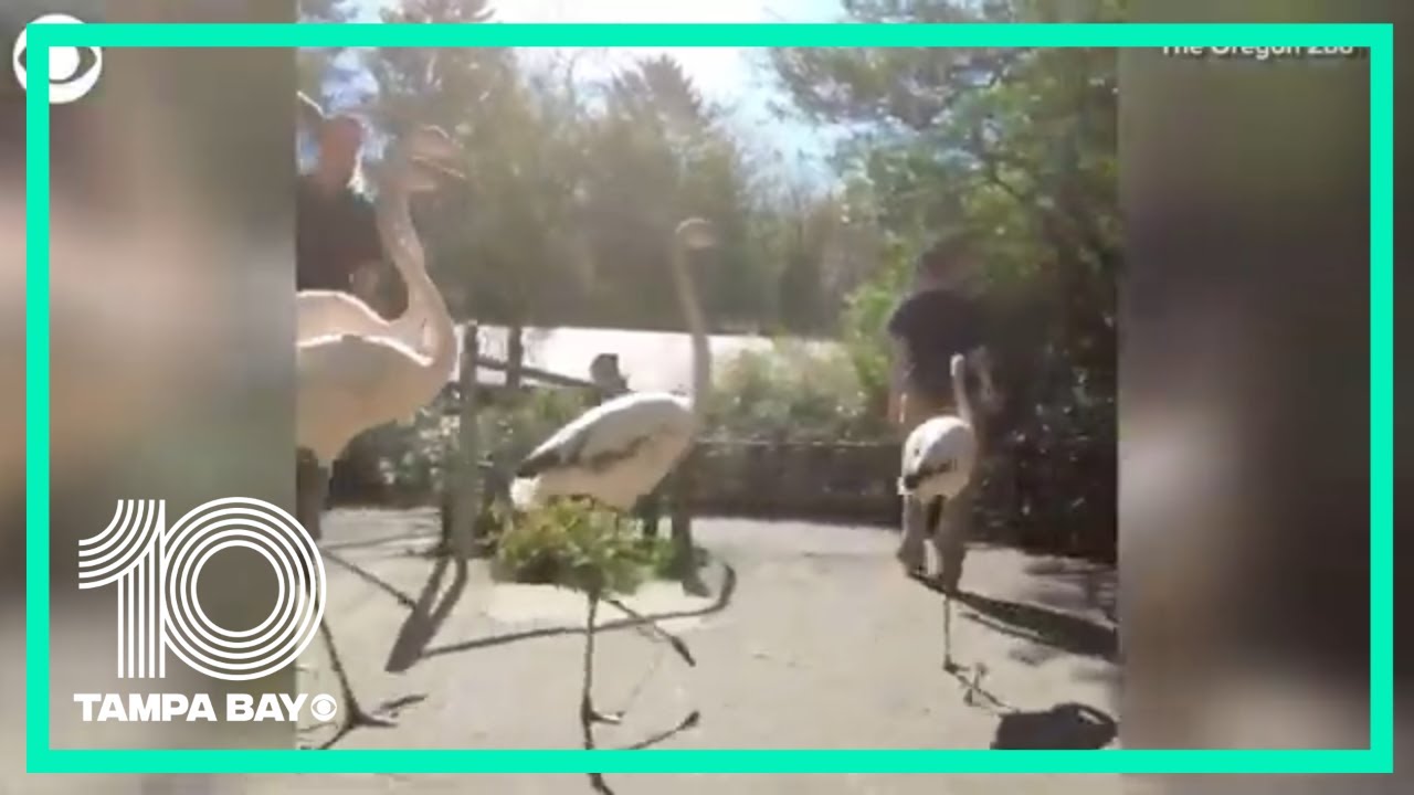 Flamingos go for a walk in zoo closed due to the coronavirus pandemic