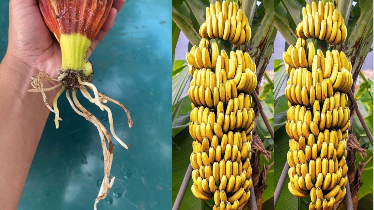 How to breeding bananas banana YouTube