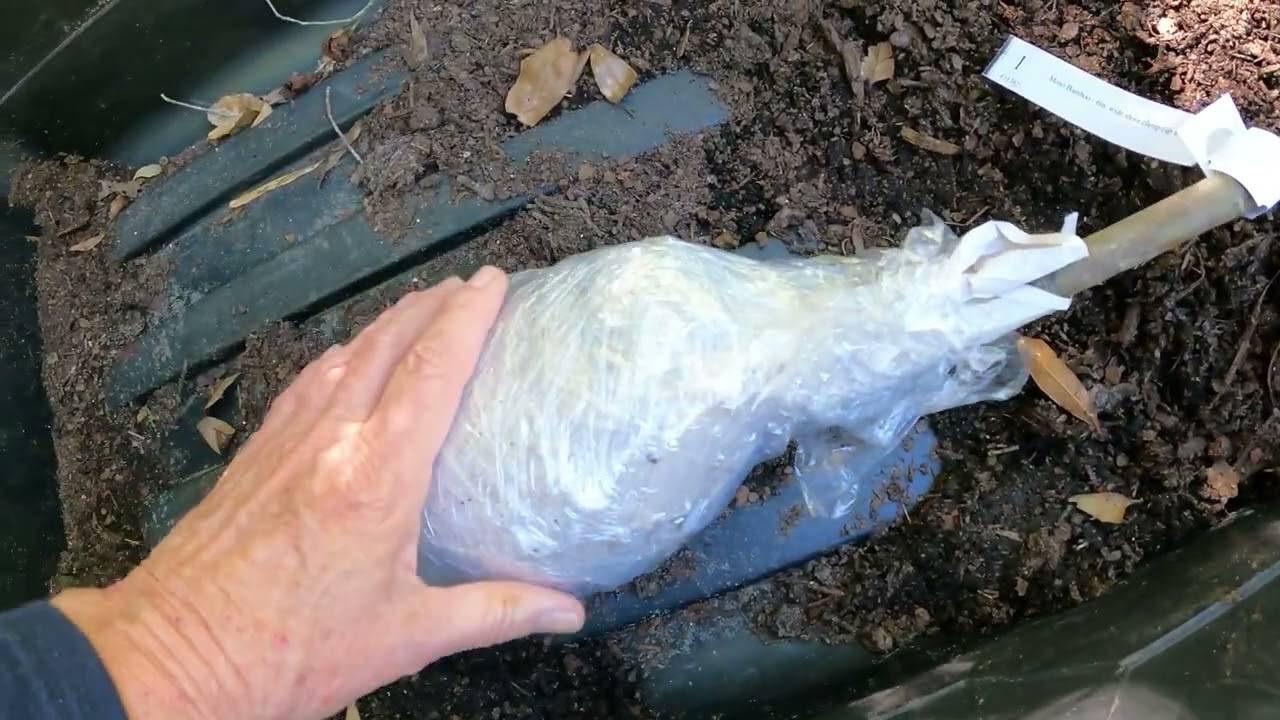 A MAIL ORDER MOSO FROM TYTY NURSERY2023