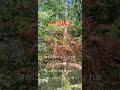 しぐれ傘、鏡五郎、カバー宮