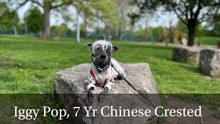 Iggy Pop | 7 Yr Chinese Crested  | advanced obedience