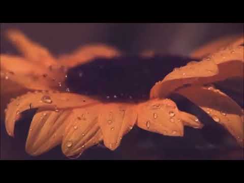 აზა ბერუაშვილის ლექსები