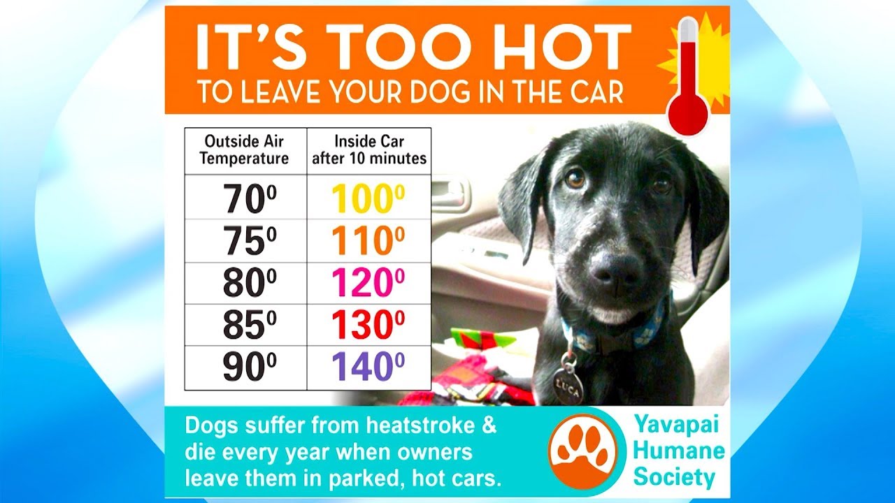 Keeping Pets Safe in the Summer Heat - YouTube