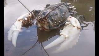 Biggest Murray Crayfish I have ever seen. Massive Claws. Freshwater Crayfish Euastacus armatus.