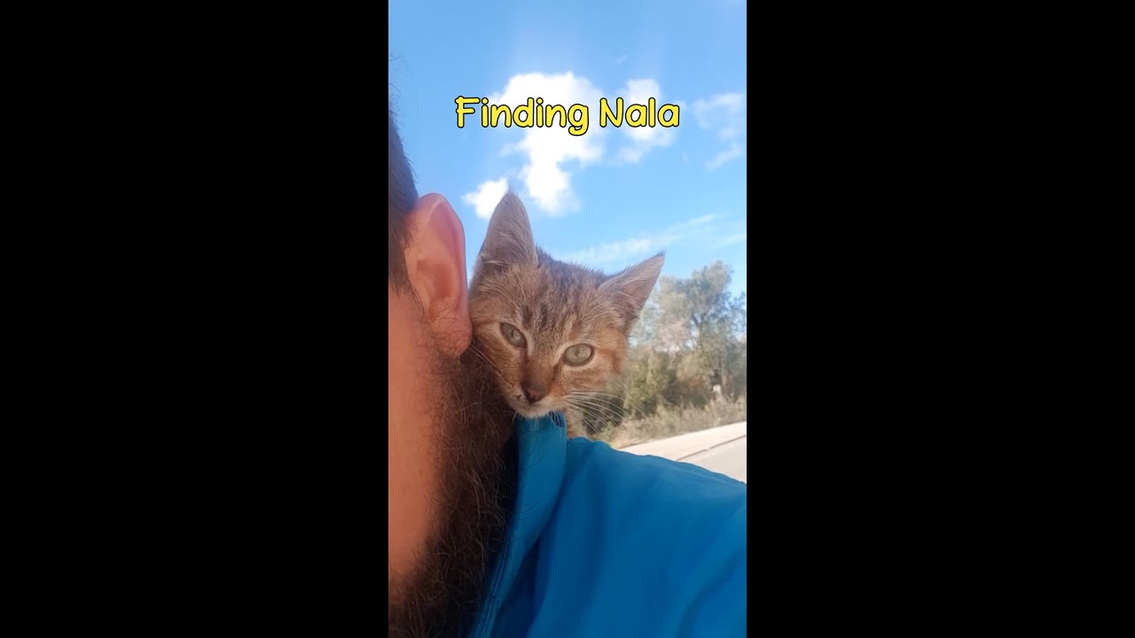 Dean finds a kitten in Bosnia