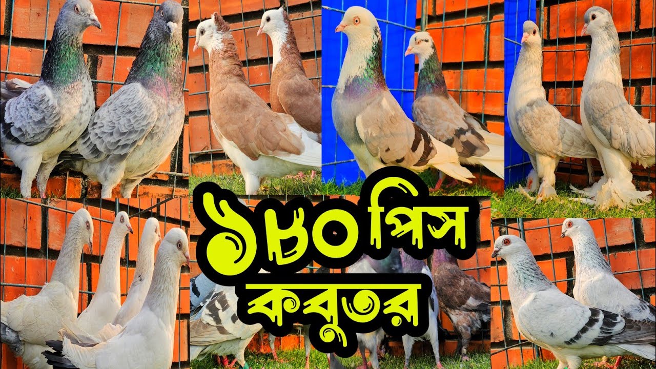 সবচেয়ে কমদামে পাকিস্তানি টেডি,রেসার,হাইফ্লায়ার গিরিবাজ কবুতর কিনুন | খামারিদের কথা | Pigeon |