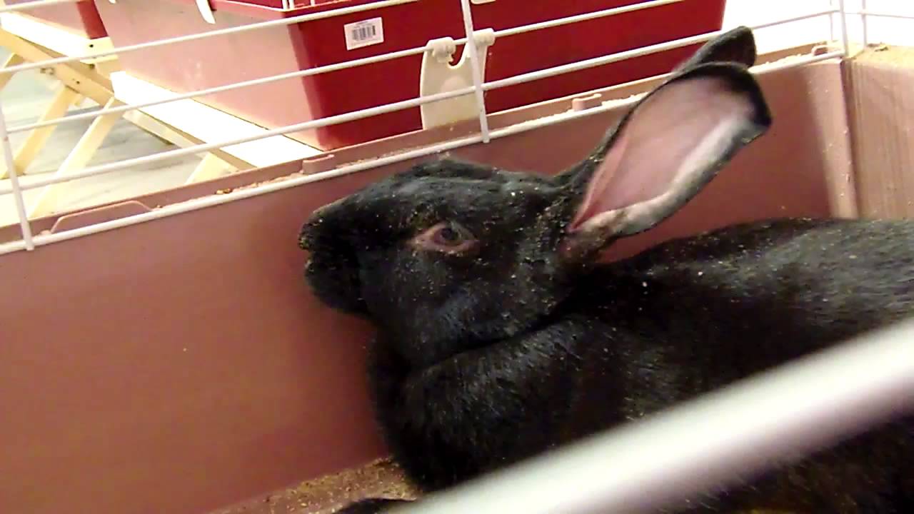 Порода кроликов Черно Бурый - YouTube