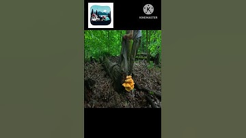 Building a Secret Survival Dugout Between Two Oak Trees. Bushcraft, Survival Shelter