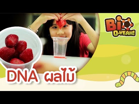 DNA ผลไม้ | Bio O-YEAH! [Mahidol Kids]