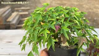 【KED2】雑談しつつ芽摘み #盆栽 #bonsai