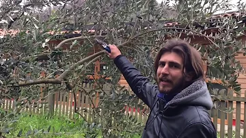 Quanto costa un albero di ulivo di 10 anni?