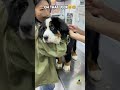 The MOMENT He Realized! 😱 Funny Puppy Vet Reaction 💉 #shorts