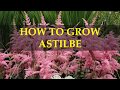 HOW TO GROW ASTILBE