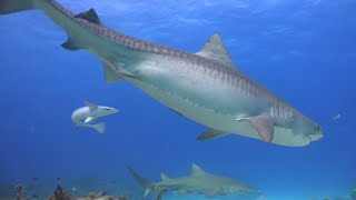 15 Foot Tiger Shark Attacks Swimmer