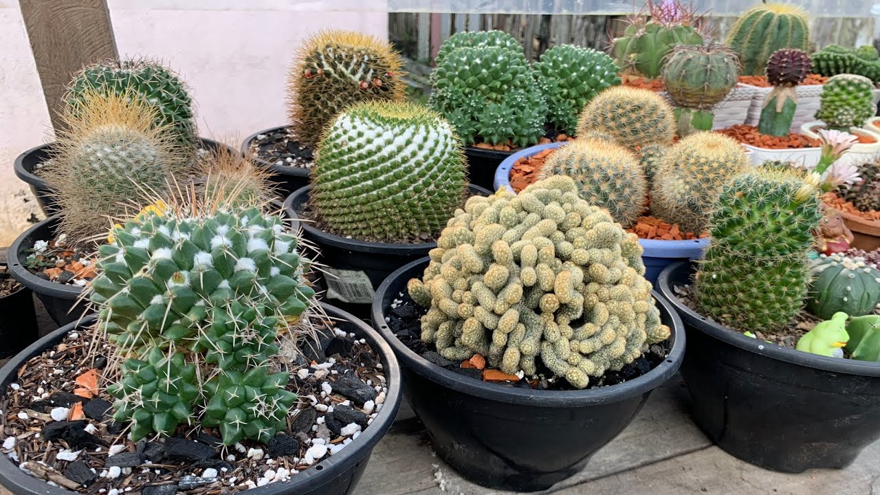 🌵Nossas Mammillarias atualizadas🌵