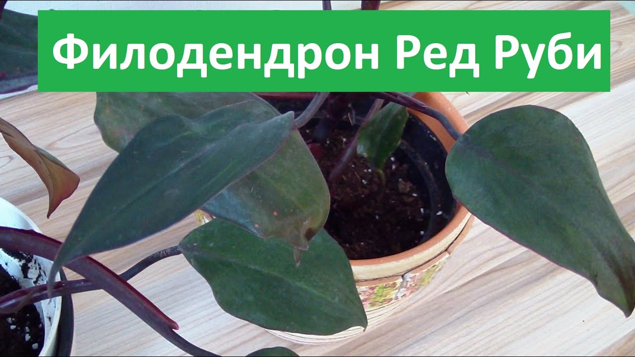 Филодендрон Ред Руби (Ruby Red) купить - YouTube