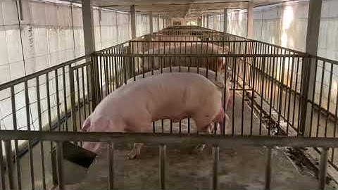 คอกพ่อพันธุ์ในวันอากาศหนาวเย็นและลมแรง