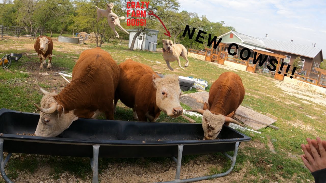 Meeting Miniature Herefords, Crazy Ranch Dogs & More!!