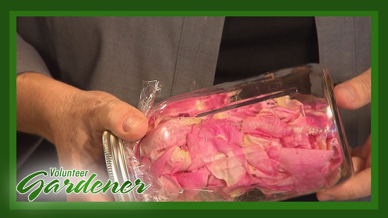 Rose Vinegar | Volunteer Gardener