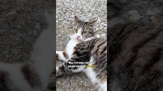 Вот почему вы готовы на всё ради своего питомца  #cats #котик #facts ￼
