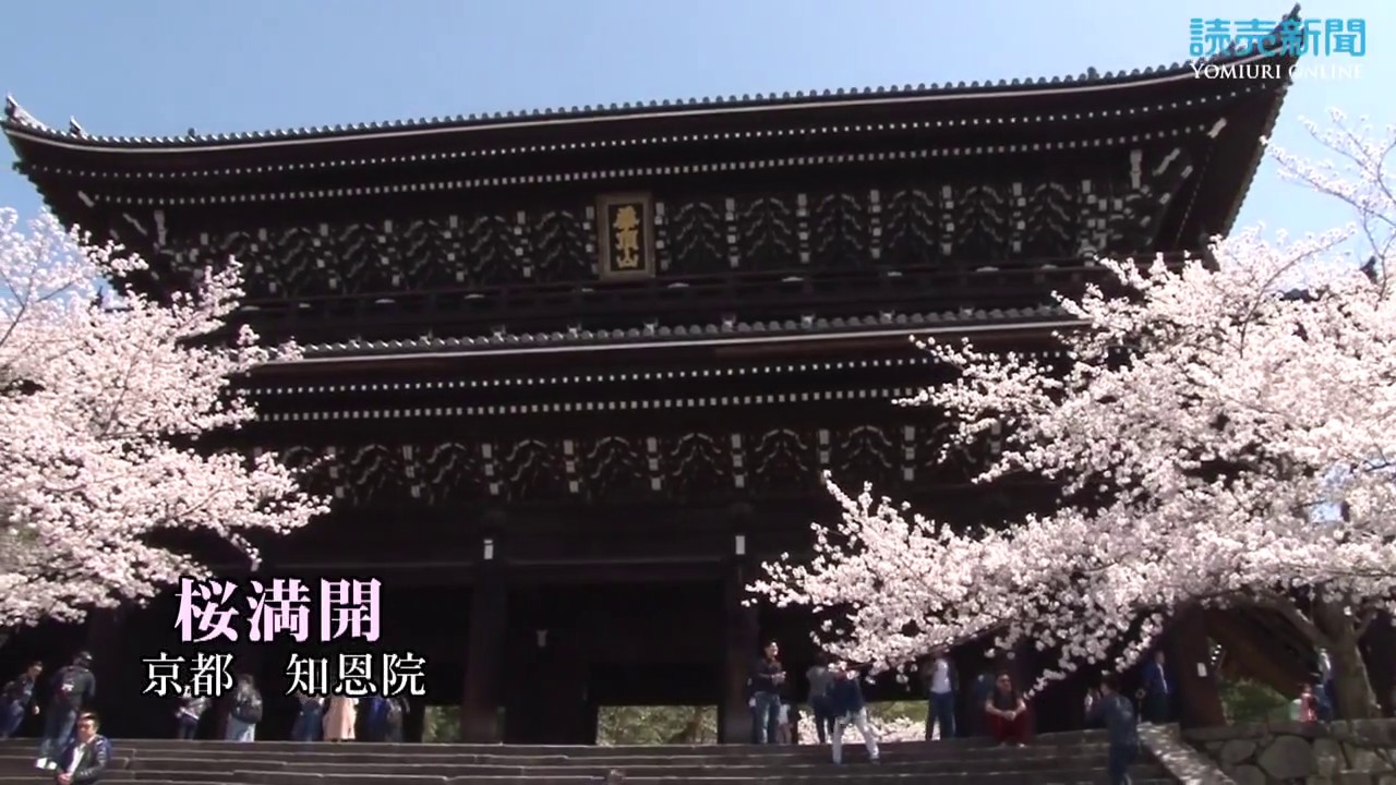 桜満開 京都 知恩院 Youtube