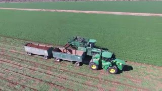 Grimmway Farms carrot harvest 2016