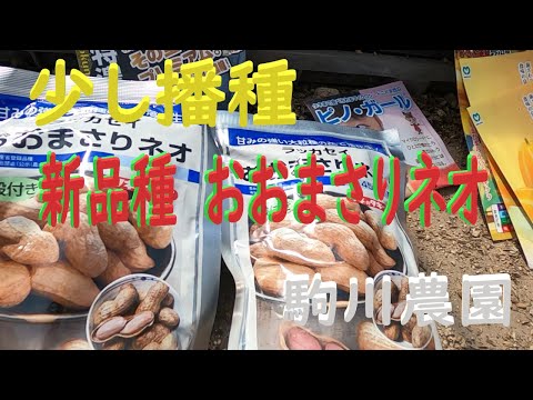 少し種蒔き おおまさり ネオ他mp4 - YouTube