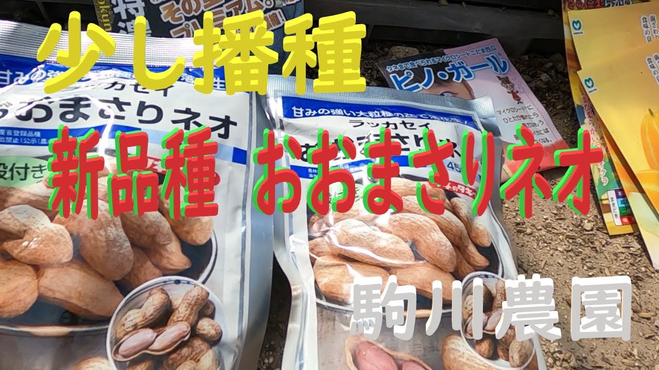 少し種蒔き おおまさり ネオ他mp4 - YouTube