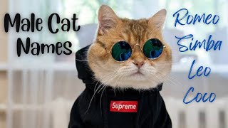 Male cat names unique #male #cat #names