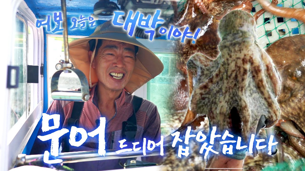 대박이에요! 문어잡이 허탕만 치는 줄 알았는데 엄청 많이 잡혔네요 ㅎㅎ 도시 남자가 귀어한 이유 #여수 #화태도 #어영차바다야