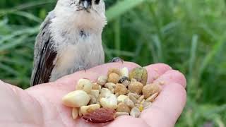 Hand-feeding Birds in Slow Mo - Tufted Titmouse