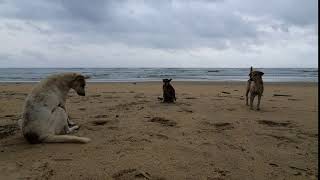 Dogs chilling on the beach :)